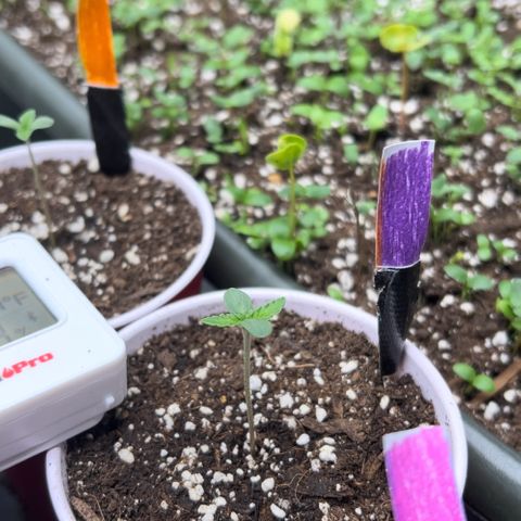 Moon Cheese Gelato growlog photo: All looking healthy and happy so far! 🤞🏼 