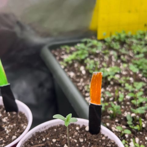 Moon Cheese Gelato growlog photo: All looking healthy and happy so far! 🤞🏼 