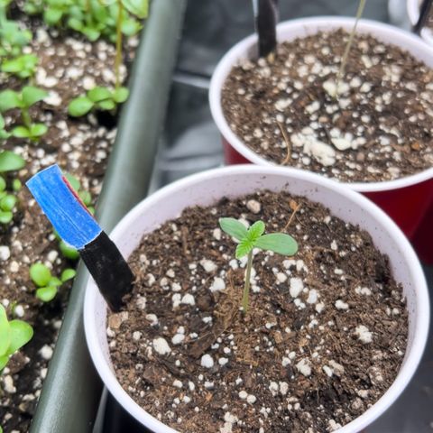 Moon Cheese Gelato growlog photo: All looking healthy and happy so far! 🤞🏼 