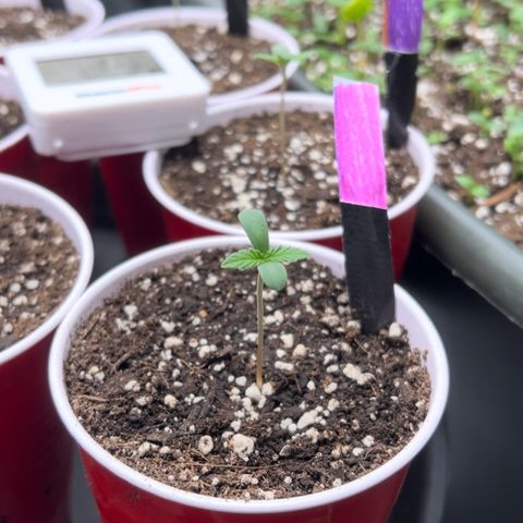 Moon Cheese Gelato growlog photo: All looking healthy and happy so far! 🤞🏼 
