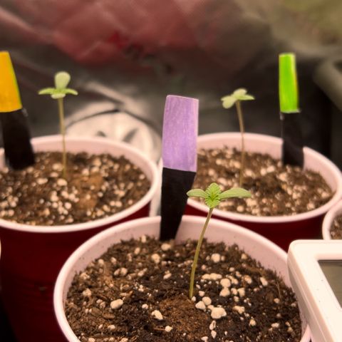 Moon Cheese Gelato growlog photo: All looking healthy and happy so far! 🤞🏼 