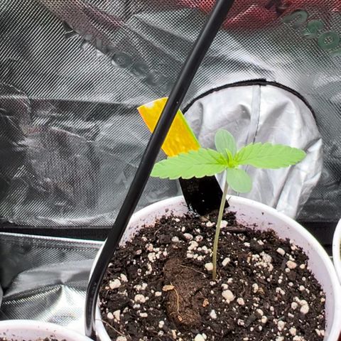 Moon Cheese Gelato growlog photo: Pretty sure I overwatered slightly as cups are still moist 24hr later and leave tips are slightly curled. 