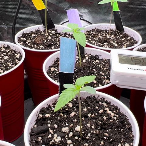 Moon Cheese Gelato growlog photo: Pretty sure I overwatered slightly as cups are still moist 24hr later and leave tips are slightly curled. 