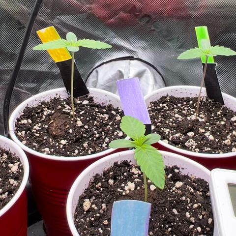 Moon Cheese Gelato growlog photo: Pretty sure I overwatered slightly as cups are still moist 24hr later and leave tips are slightly curled. 