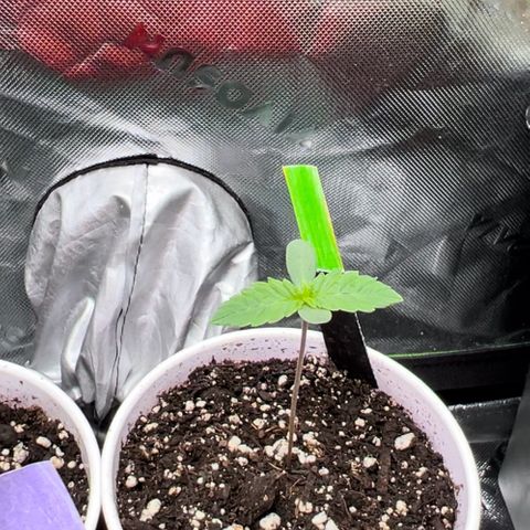 Moon Cheese Gelato growlog photo: Pretty sure I overwatered slightly as cups are still moist 24hr later and leave tips are slightly curled. 