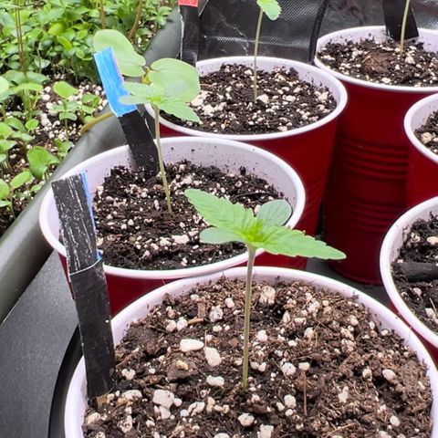 Moon Cheese Gelato growlog photo: Pretty sure I overwatered slightly as cups are still moist 24hr later and leave tips are slightly curled. 