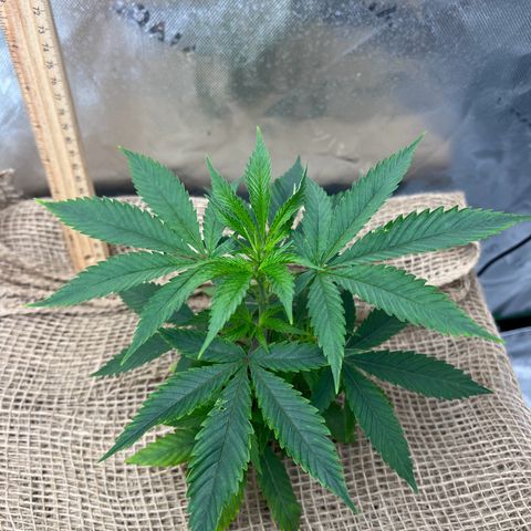 Moon Cheese Gelato growlog timeline photo