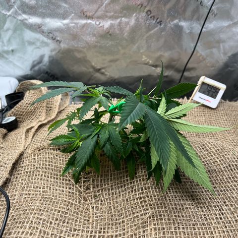 Moon Cheese Gelato growlog photo: First round of LST! 