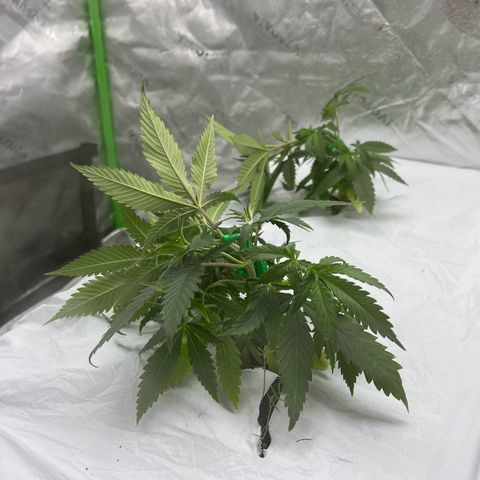 Moon Cheese Gelato growlog photo: First round of LST! 
