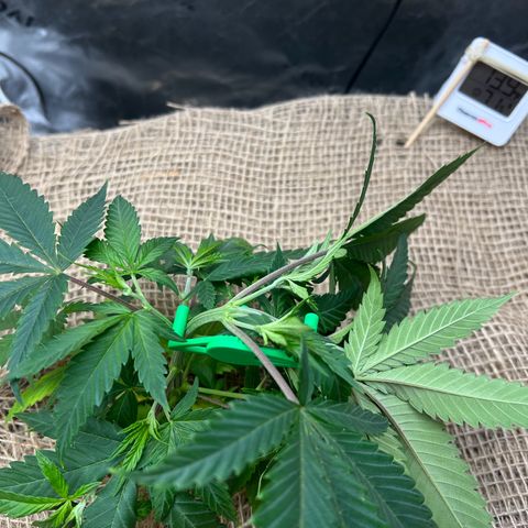Moon Cheese Gelato growlog photo: First round of LST! 