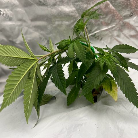 Moon Cheese Gelato growlog photo: First round of LST! 
