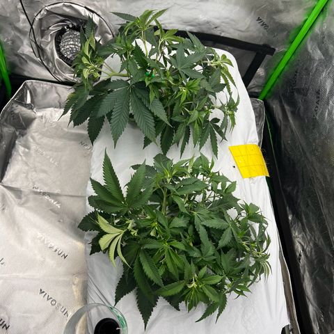 Moon Cheese Gelato growlog photo: LST pics