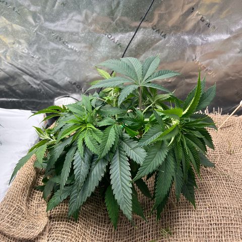 Moon Cheese Gelato growlog photo: LST pics