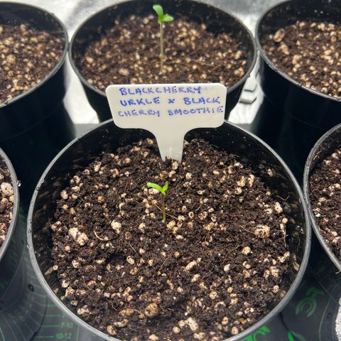Cherry Royal growlog timeline photo