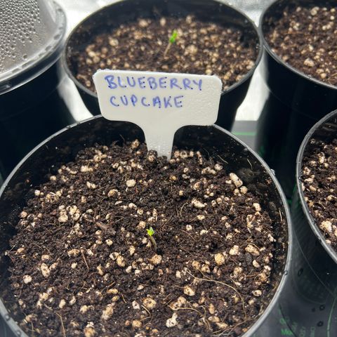 Blueberry Cupcake growlog timeline photo