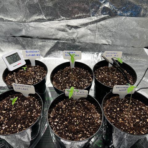 Cherry Royal growlog timeline photo