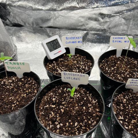Blueberry Cupcake growlog timeline photo