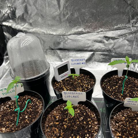 Blueberry Cupcake growlog photo: W1 complete! 