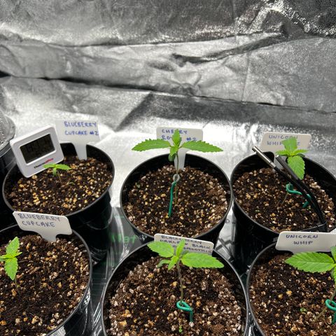 Cherry Royal growlog photo: W1 complete! 