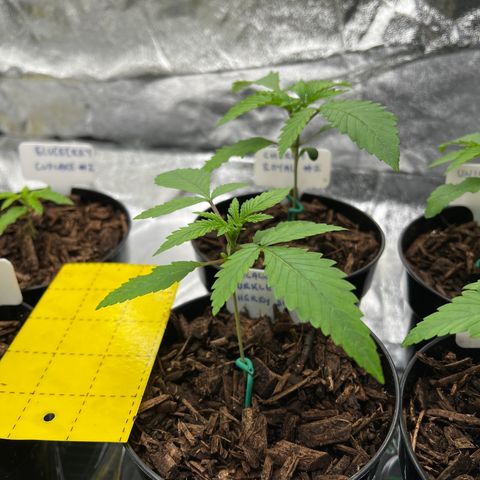 Cherry Royal growlog timeline photo