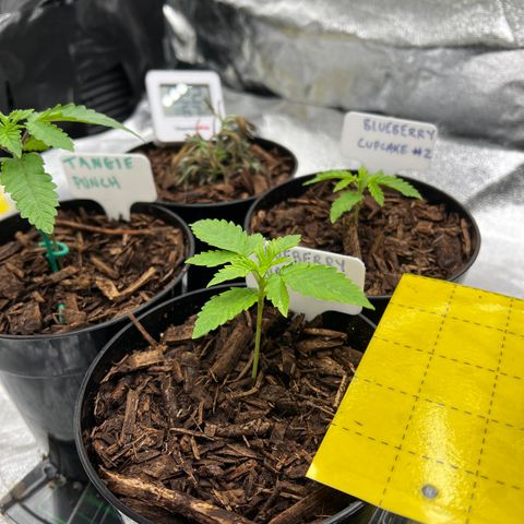 Blueberry Cupcake growlog timeline photo