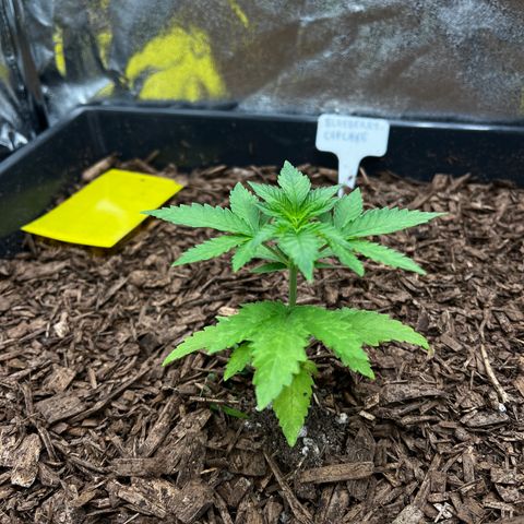 Blueberry Cupcake growlog timeline photo