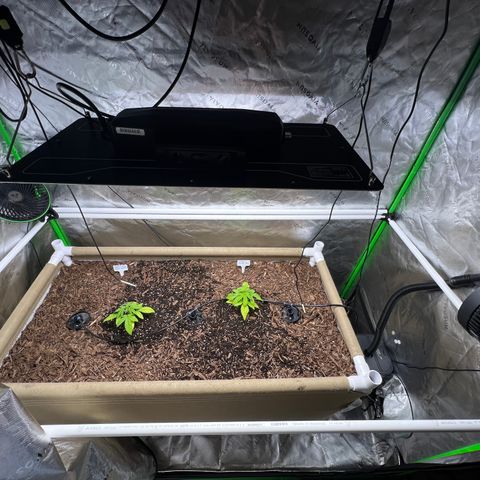 Cherry Royal growlog timeline photo