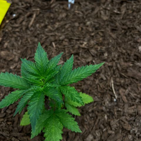 Blueberry Cupcake growlog photo: Lowered picture contrast to show damage. 