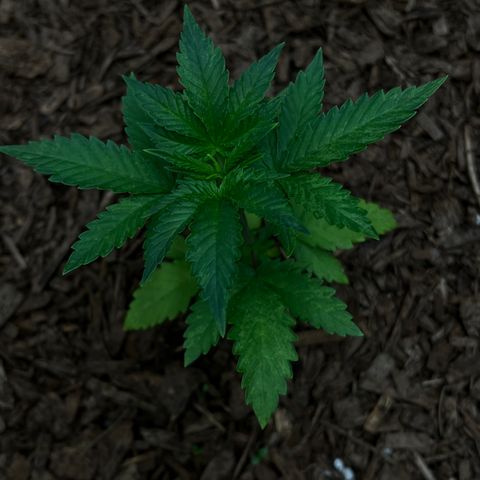Blueberry Cupcake growlog photo: Lowered picture contrast to show damage. 