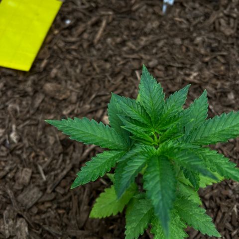 Blueberry Cupcake growlog photo: Lowered picture contrast to show damage. 