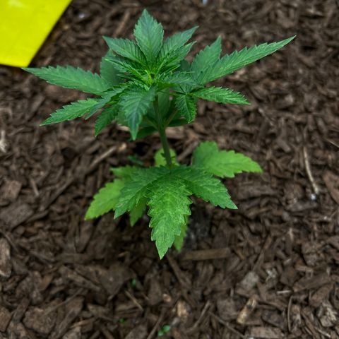 Blueberry Cupcake growlog photo: Lowered picture contrast to show damage. 