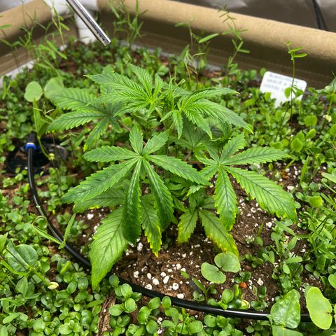 Cherry Royal growlog photo: Stressed a bit, likely a watering issue. Keeping the ollas off. 