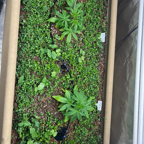Cherry Royal growlog photo: Stressed a bit, likely a watering issue. Keeping the ollas off. 