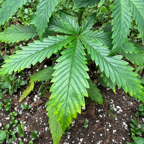 Cherry Royal growlog photo: Stressed a bit, likely a watering issue. Keeping the ollas off. 