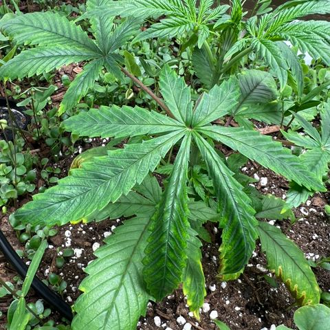 Cherry Royal growlog photo: Stressed a bit, likely a watering issue. Keeping the ollas off. 