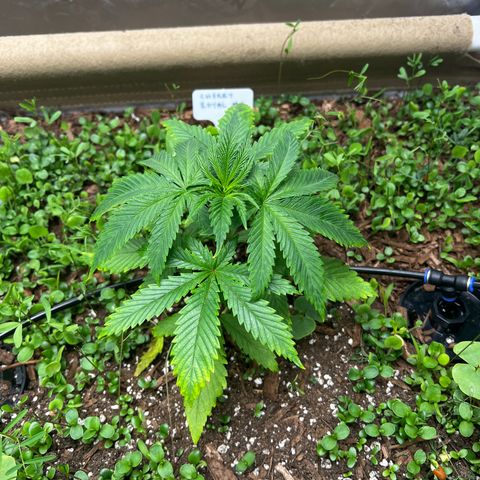 Cherry Royal growlog photo: Stressed a bit, likely a watering issue. Keeping the ollas off. 