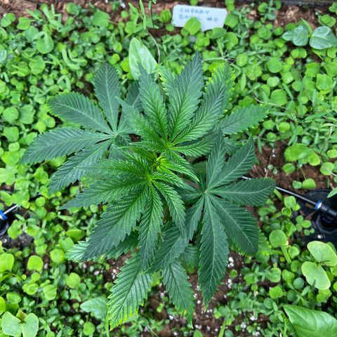 Cherry Royal growlog timeline photo