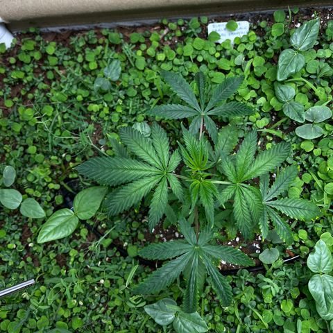 Cherry Royal growlog timeline photo