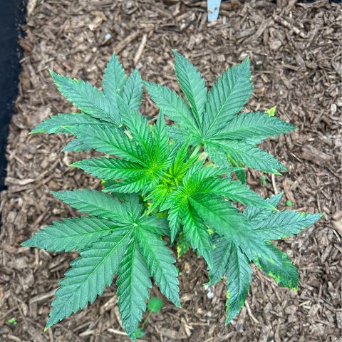 Blueberry Cupcake growlog photo: She’s a bit strange, not seeing any pests but the damage seems reminiscent of pest damage.  IPM weekly.