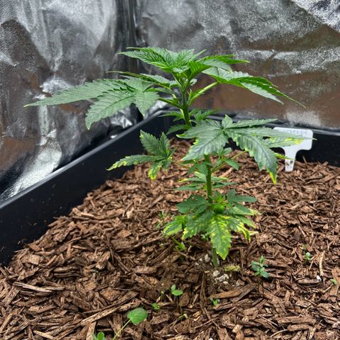 Blueberry Cupcake growlog photo: She’s a bit strange, not seeing any pests but the damage seems reminiscent of pest damage.  IPM weekly.