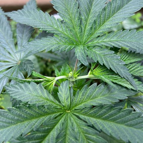 Cherry Royal growlog photo: FIM’d