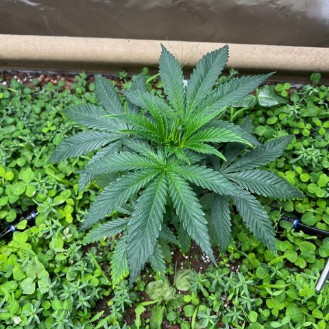 Cherry Royal growlog photo: FIM’d