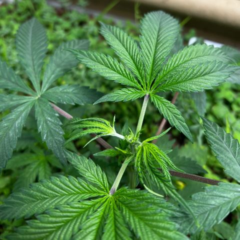 Cherry Royal growlog photo: FIM’d