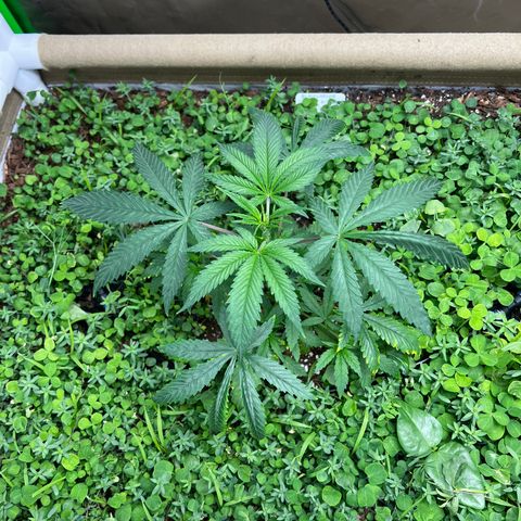 Cherry Royal growlog photo: FIM’d