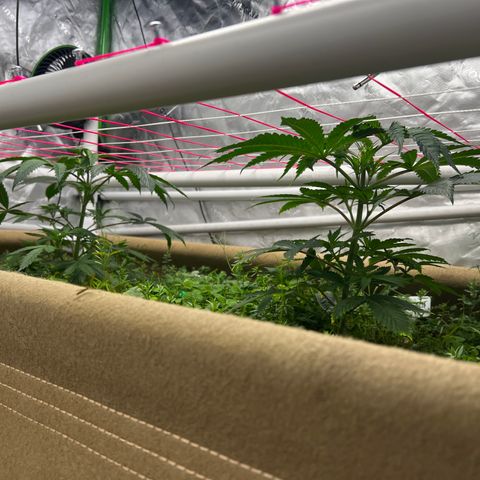 Cherry Royal growlog timeline photo
