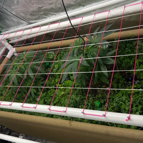 Cherry Royal growlog photo: Got the SCROG net in 