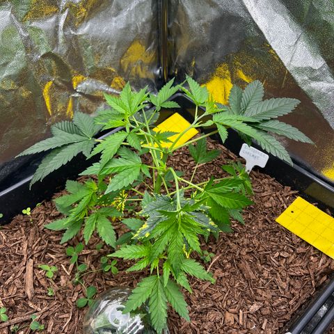 Blueberry Cupcake growlog timeline photo