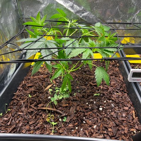Blueberry Cupcake growlog timeline photo