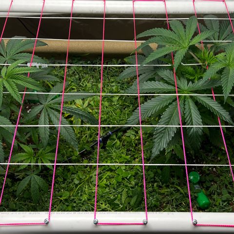 Cherry Royal growlog timeline photo