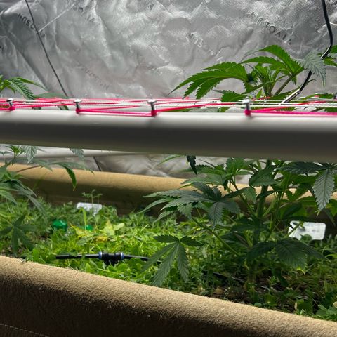 Cherry Royal growlog timeline photo